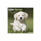 Calendrier des chiots Golden Retriever 2018, Enlèvement ou Envoi, Calendrier annuel, Neuf