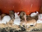 Verschillende vleeskonijnen te koop, Dieren en Toebehoren, Konijnen