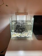 Kleine aquarium met een heel mooie fighter+vrouw!, Dieren en Toebehoren, Ophalen, Zo goed als nieuw