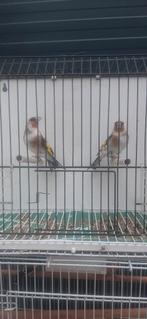 Putters klassieke kleur 2025, Mannelijk