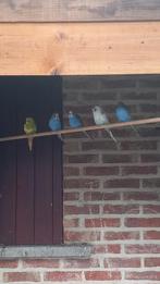 Grasparkieten, Dieren en Toebehoren, Vogels | Parkieten en Papegaaien, Geslacht onbekend, Parkiet