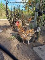 Leghorn porselein ( binnenkort te koop ), Dieren en Toebehoren, Pluimvee, Vrouwelijk, Kip