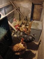 Naakthals kippen zwaar type cou nu, Dieren en Toebehoren, Pluimvee