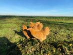 Jonge Wyandotte kriel kippen buff kleur gesekst + ingeënt, Dieren en Toebehoren, Vrouwelijk, Kip