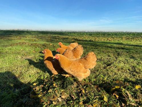 Jonge Wyandotte kriel kippen buff kleur gesekst + ingeënt, Dieren en Toebehoren, Pluimvee, Kip, Vrouwelijk