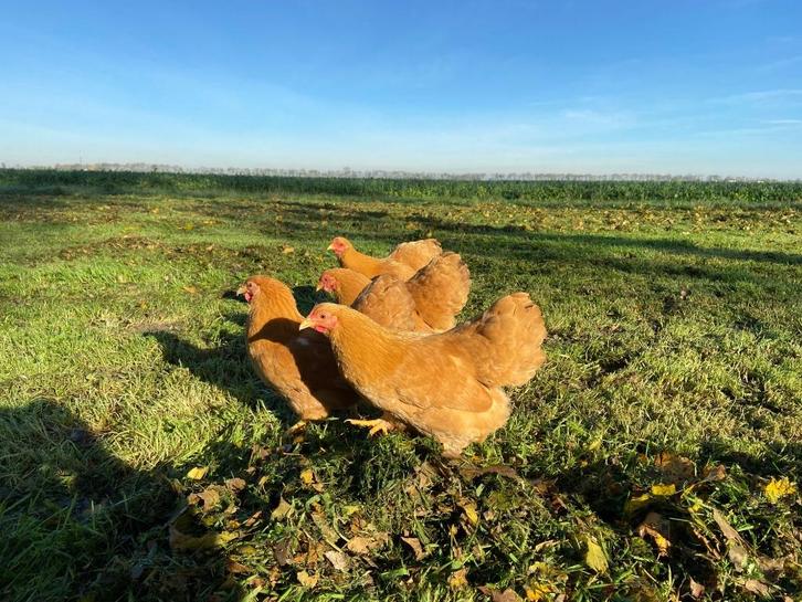Jonge Wyandotte kriel kippen buff kleur gesekst + ingeënt, Dieren en Toebehoren, Pluimvee, Kip, Vrouwelijk