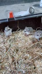 4 jeunes hamsters Roborovski gratuits