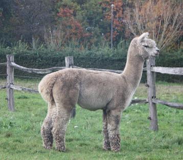 Prachtige alpaca stamboekhengst beschikbaar voor biedingen