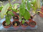 Avocado plantjes  €3 per stuk, Ophalen