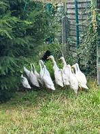 Indische loopeenden, Plusieurs animaux, Canard