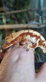 Wimpergekko crested gecko