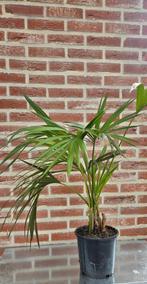 GRATIS kentia plant, Tuin en Terras, Planten | Tuinplanten, Ophalen