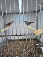 Blauwfazantjes, Dieren en Toebehoren, Geringd