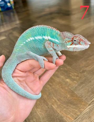 Jonge mannelijke Furcifer pardalis Ambilobe beschikbaar voor biedingen