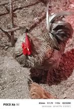 Verschillende hanen om te geven, Dieren en Toebehoren, Ophalen, Nieuw