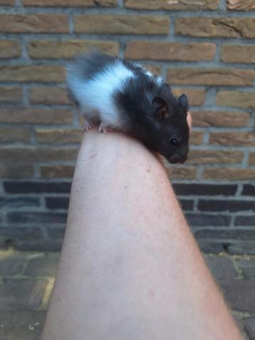 4 jonge goudhamsters beschikbaar handtam beschikbaar voor biedingen
