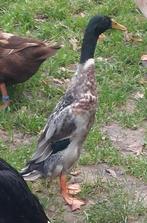 Indische loopeend Wroed, Dieren en Toebehoren