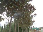 magnolia galloniensis, Tuin en Terras, Planten | Bomen, Lente, Volle zon, Ophalen