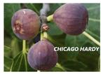 Mooie VIJGENPLANTEN CHICAGO HARDY, Wintervast ! 80/+CM, 15€, Tuin en Terras, Planten | Tuinplanten, Volle zon, Vaste plant, Ophalen of Verzenden