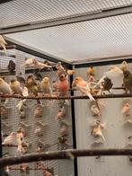 Harlekijn kanaries of rood mozaïek, Plusieurs animaux, Canari de couleur