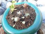 planten, Tuin en Terras, Ophalen of Verzenden, Zomer, Vaste plant, Volle zon