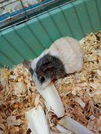 Cavia's, Dieren en Toebehoren, Knaagdieren, Juni, Geslacht onbekend, Cavia