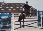 7-jarige eyecatcher, Dieren en Toebehoren, Paarden, Met stamboom, Springpaard, B, Ruin