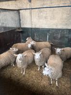 Schapen Bok SwifterTexel van vorig jaar febr/maart 10 stuks, Dieren en Toebehoren, Mannelijk, Schaap, 0 tot 2 jaar