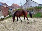 Prachtig jong paard vader count on me z, Dieren en Toebehoren, Pony's, E pony (1.48m - 1.57m), Z, Gechipt, Springpony