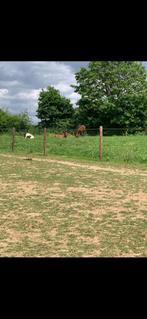 Gezocht: paardenwei te huur in Kanne/riemst (BE) 4 paarden, Dieren en Toebehoren, Stalling en Weidegang