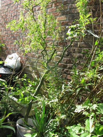 Saule tortueux de 2 mètres beschikbaar voor biedingen