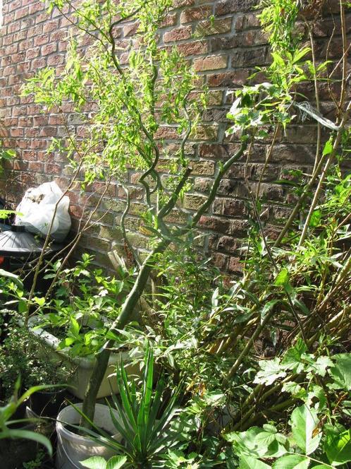 Saule tortueux de 2 mètres, Tuin en Terras, Planten | Bomen, Overige soorten, 400 cm of meer, Halfschaduw, Winter, In pot, Ophalen