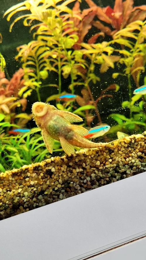 Albino Ancistrus koppel – €20, Dieren en Toebehoren, Vissen | Aquariumvissen