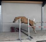 Mooie C -pony met potentieel, Dieren en Toebehoren, Merrie