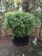 bamboe fijn blad, Ophalen