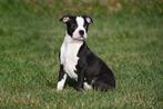 Chiots Boston Terrier à vendre, 15 semaines à 1 an, Étranger, Hépatite contagieuse (maladie de Rubarth), Autres races