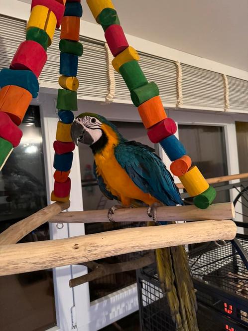 Blauw gele ara meisje 2024, Dieren en Toebehoren, Vogels | Toebehoren, Zo goed als nieuw, Ophalen