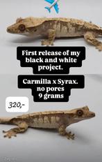 NPV High White wimpergekko poss vrouw, Lézard, Domestique, 0 à 2 ans