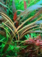 Potamogeton gayi - aquariumplant - aquarium achtergrond, Plante(s), Pierre ou Bois, Enlèvement ou Envoi, Neuf