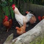 Haan, Dieren en Toebehoren, Pluimvee, Mannelijk, Kip