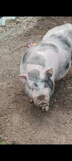 Dieren, Dieren en Toebehoren, Stalling en Weidegang