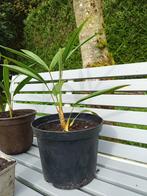 Winterharde palmboompjes, Ophalen, Halfschaduw