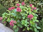 Grote hortensia - boerenhortensia - hoogte 1 m. - diam. 90 c, Tuin en Terras, Planten | Tuinplanten, Ophalen, Vaste plant