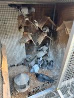 Tuimelaar duiven, Dieren en Toebehoren