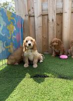Kruising pups poedel kruising 💖💖💖, Dieren en Toebehoren, België, 15 weken tot 1 jaar, Meerdere, Meerdere dieren