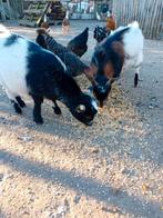 Opnieuw beschikbaar mini geitjes, Dieren en Toebehoren