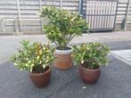 Skimmia incl potten, Tuin en Terras, Planten | Tuinplanten, Ophalen