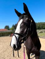 4 jarige merrie van D'aganix 2000 Z, Dieren en Toebehoren, Merrie, Z