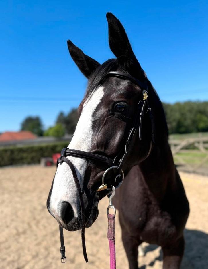 4 jarige merrie van D'aganix 2000 Z, Dieren en Toebehoren, Paarden, Merrie, Z