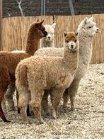 Aankoop van alpacas en andere parkdieren, Juin, Plusieurs animaux